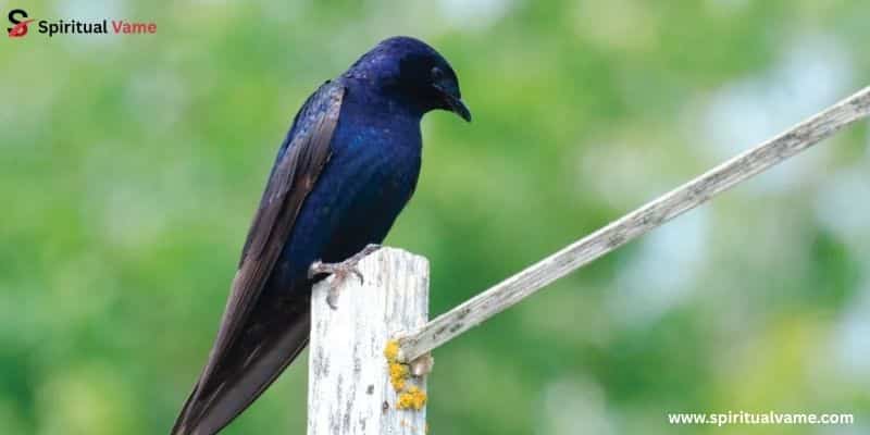 Purple Martin