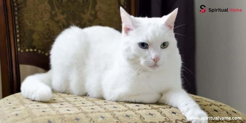 White Cat Totem Animal