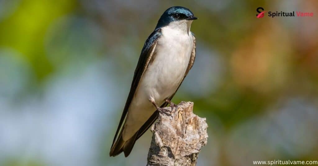 Tree Swallow