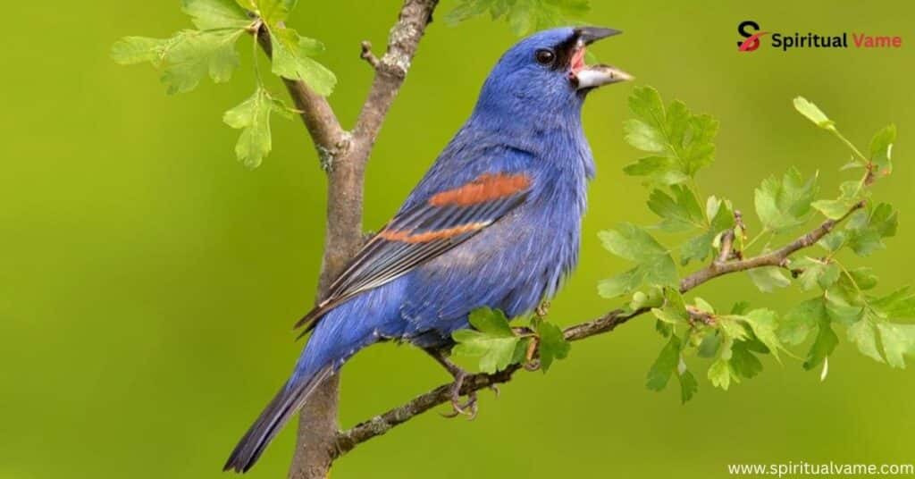 Blue Grosbeak