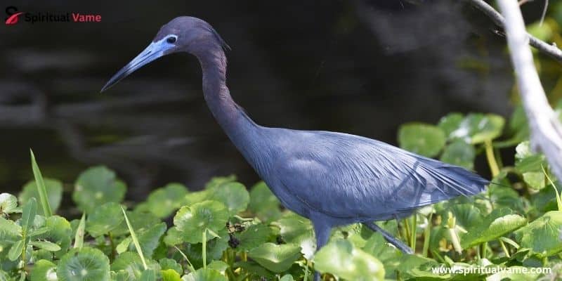 Little Blue Heron
