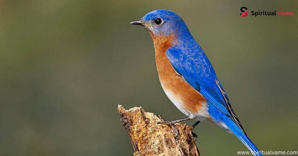 Eastern Bluebird