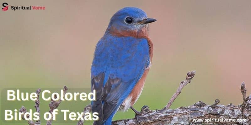 Blue Colored Birds of Texas