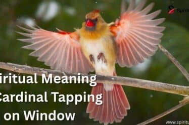 Spiritual Meaning of Cardinal Tapping on Window