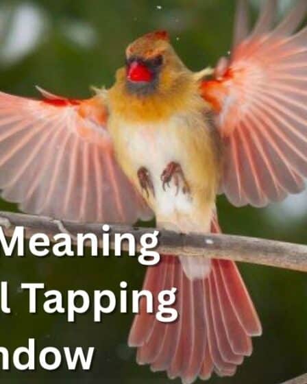 Spiritual Meaning of Cardinal Tapping on Window