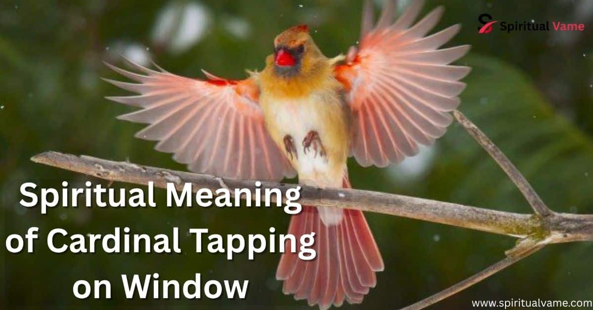 Spiritual Meaning of Cardinal Tapping on Window