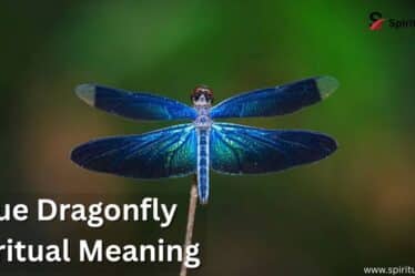Blue Dragonfly Spiritual Meaning