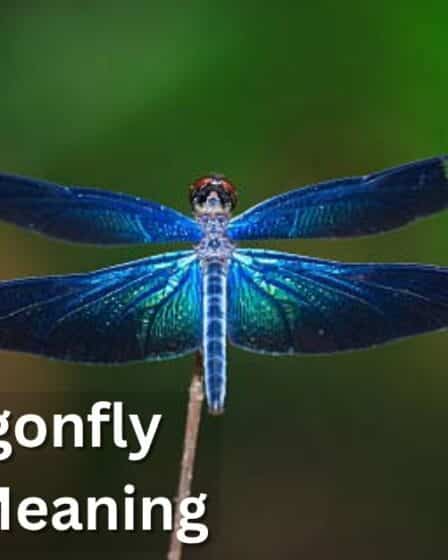 Blue Dragonfly Spiritual Meaning
