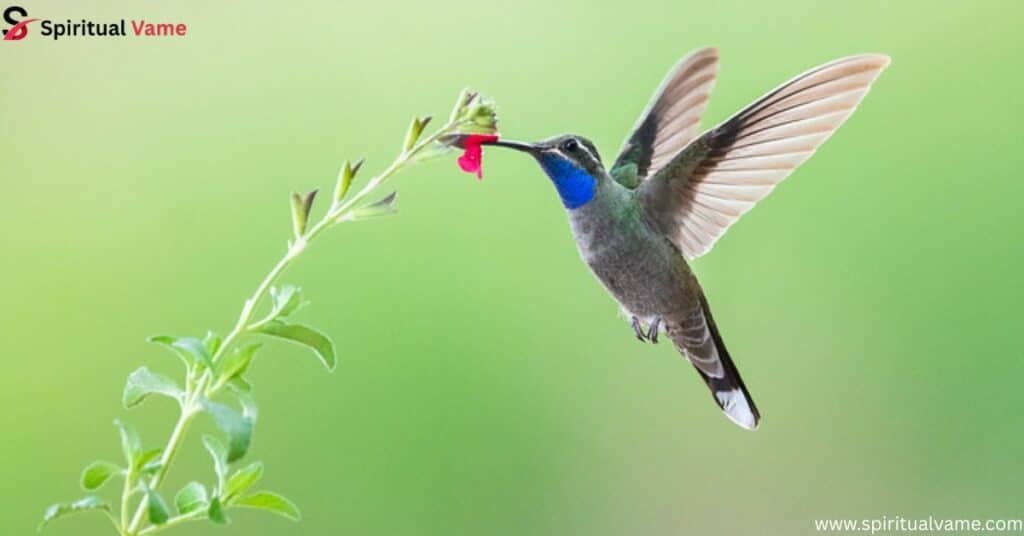Blue-throated Mountaingem