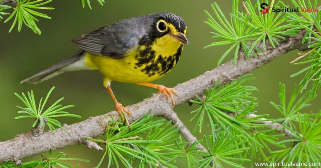 Canada Warbler