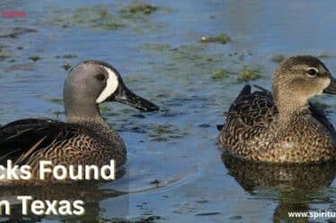 Ducks Found in Texas