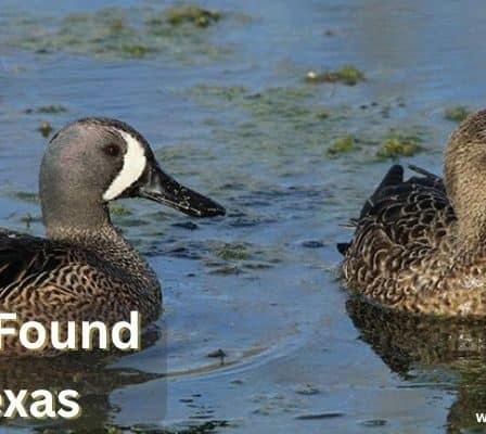 Ducks Found in Texas