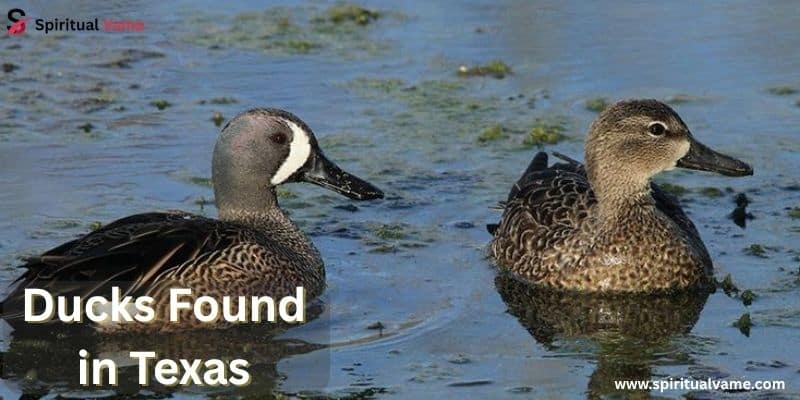 Ducks Found in Texas