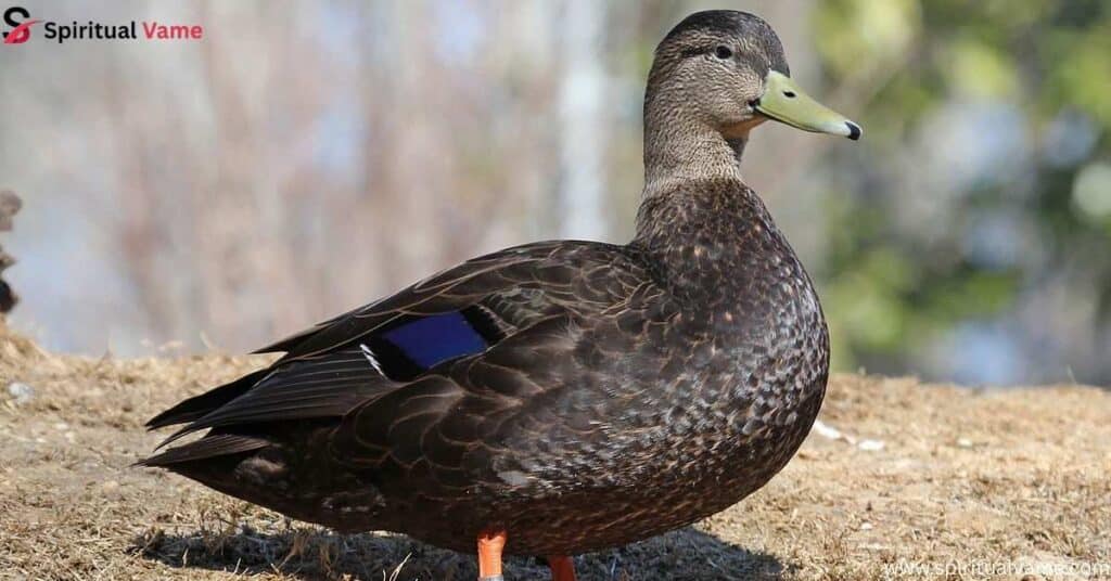 American Black Duck (Anas rubripes)
