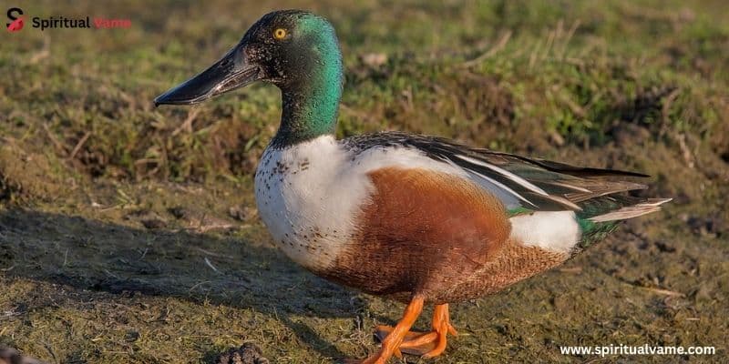Northern Shoveler (Anas clypeata)