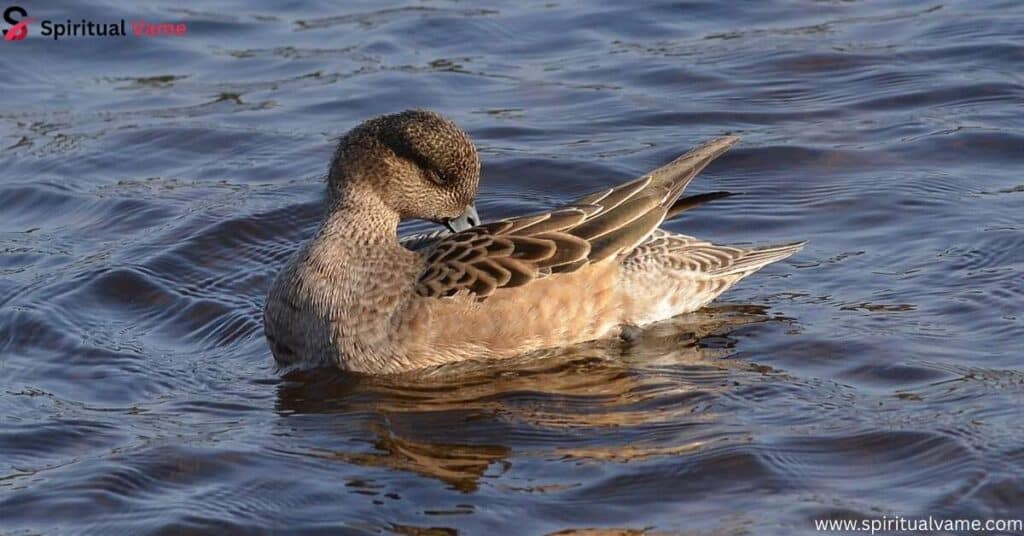 Eurasian Wigeon (Mareca penelope)