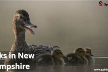 Ducks in New Hampshire