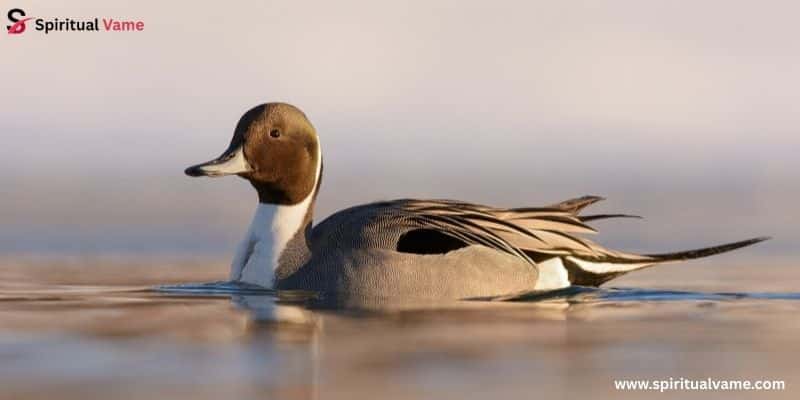 Northern Pintail (Anas acuta)