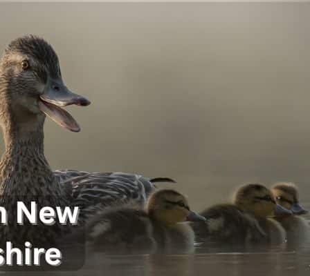 Ducks in New Hampshire