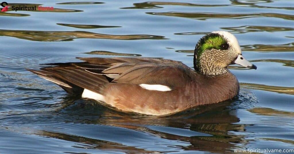 American Wigeon (Mareca americana)