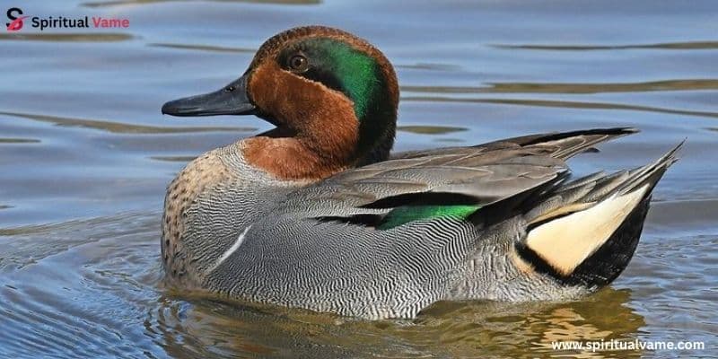 Green-winged Teal (Anas crecca)
