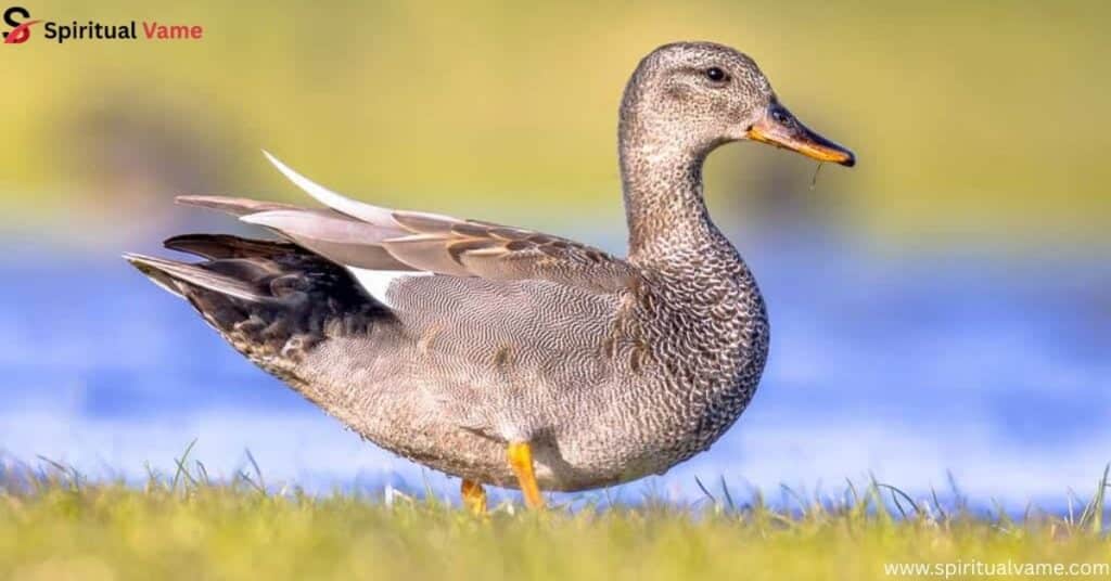 Gadwall (Mareca strepera)