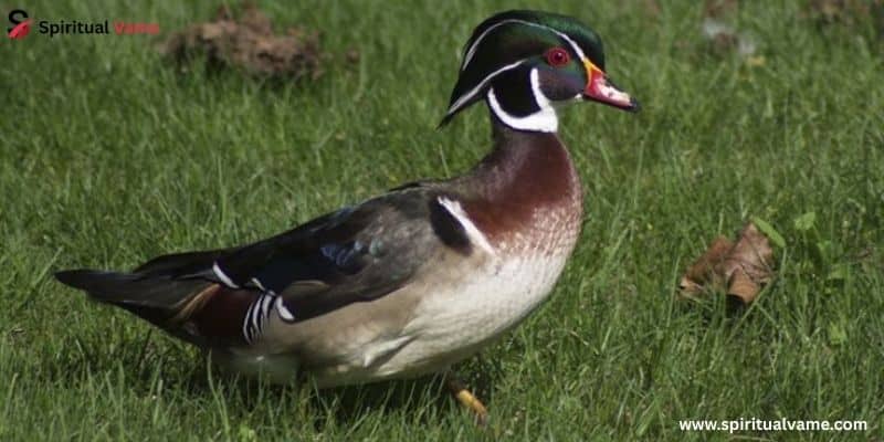 Wood Duck (Aix sponsa)