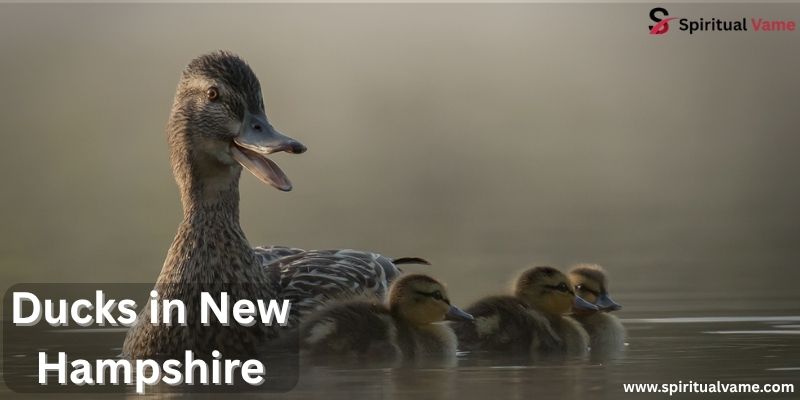 Ducks in New Hampshire