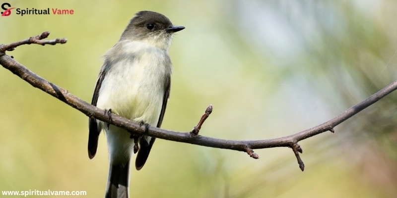 Eastern Phoebe
