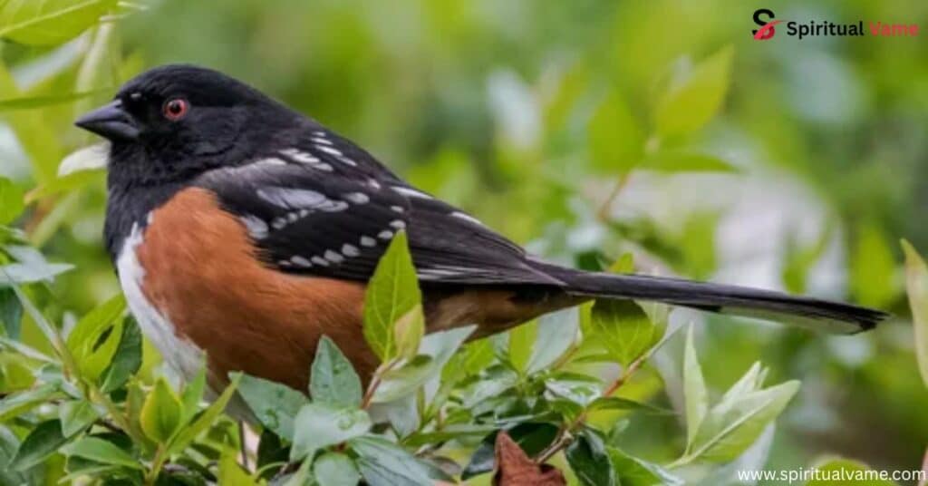 Eastern Towhee