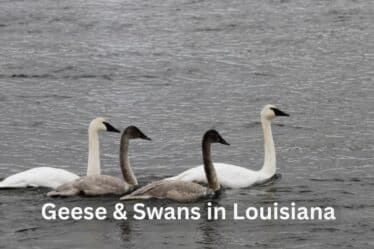 Geese & Swans Found in Louisiana