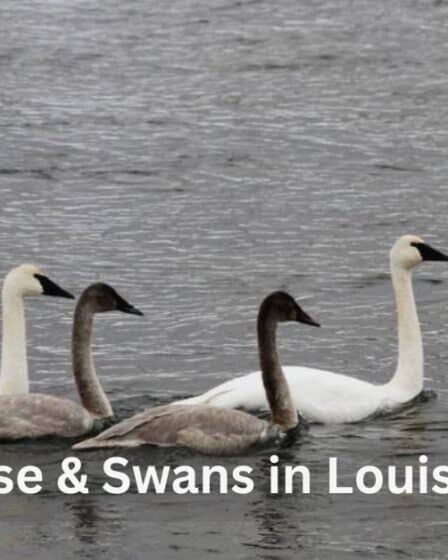 Geese & Swans Found in Louisiana