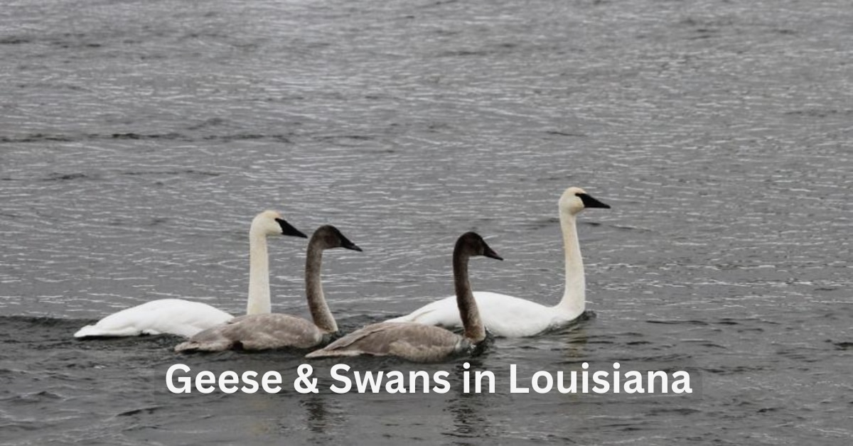 Geese & Swans Found in Louisiana