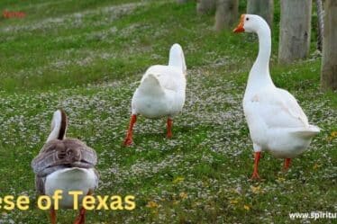 Geese of Texas