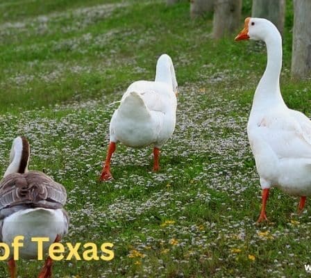 Geese of Texas