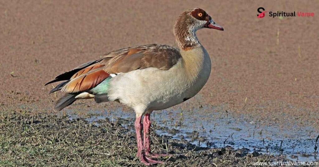 Egyptian Goose