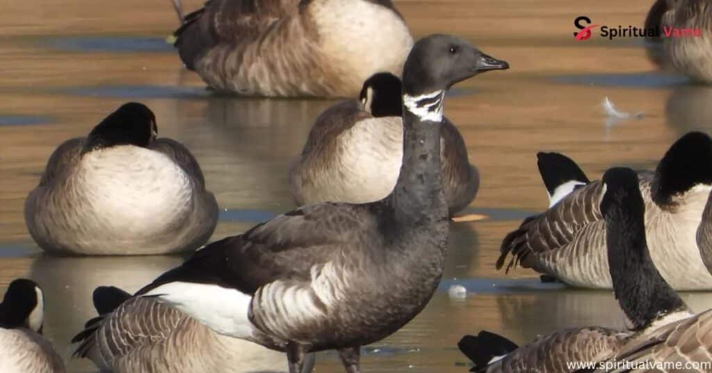 Brant Goose