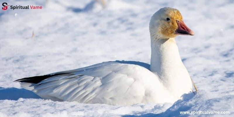 Snow Goose