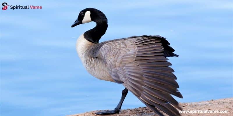 Canada Goose