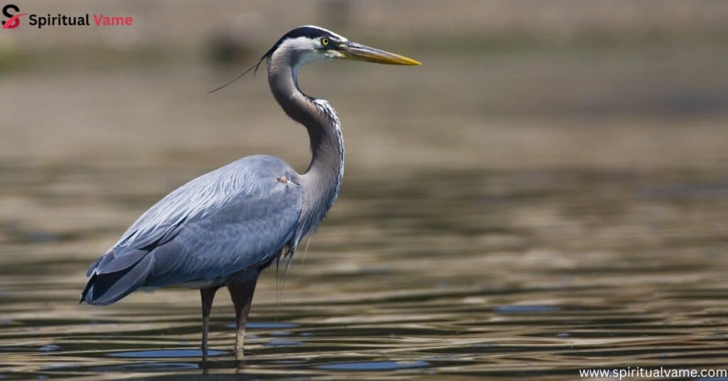 Great Blue Heron