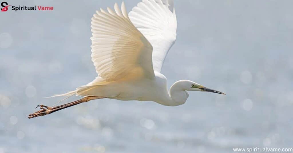 Great Egret