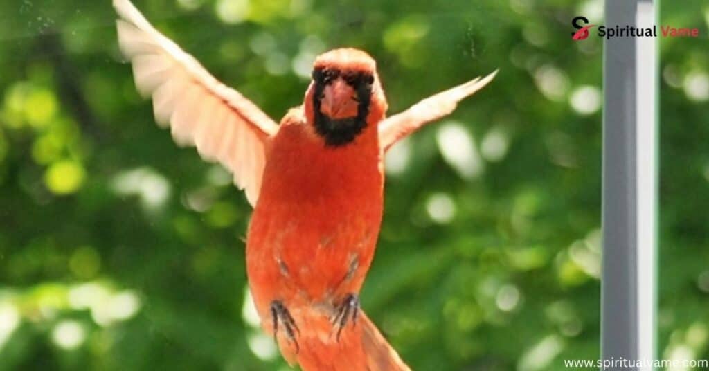 Spiritual Meaning of Cardinal Tapping on Window