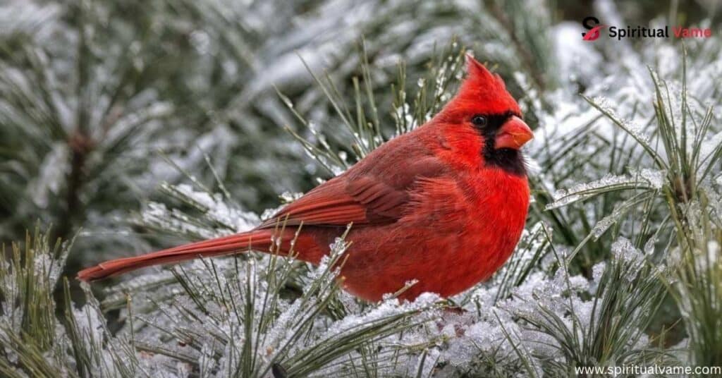 Cardinal Tapping on Window
