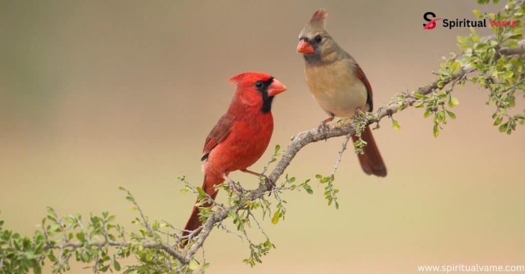 The Spiritual Symbolism of Cardinals