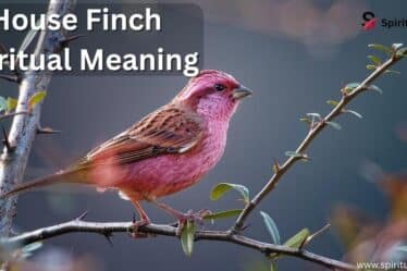 House Finch Spiritual Meaning