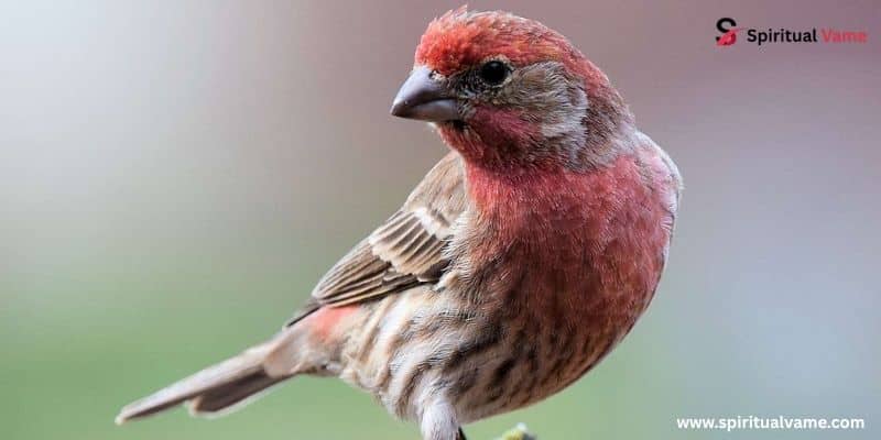 House Finch
