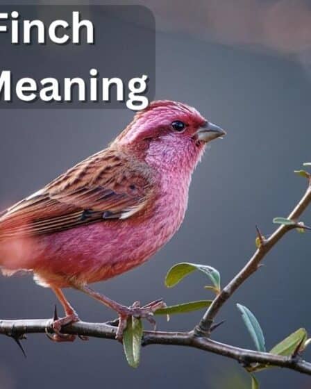 House Finch Spiritual Meaning