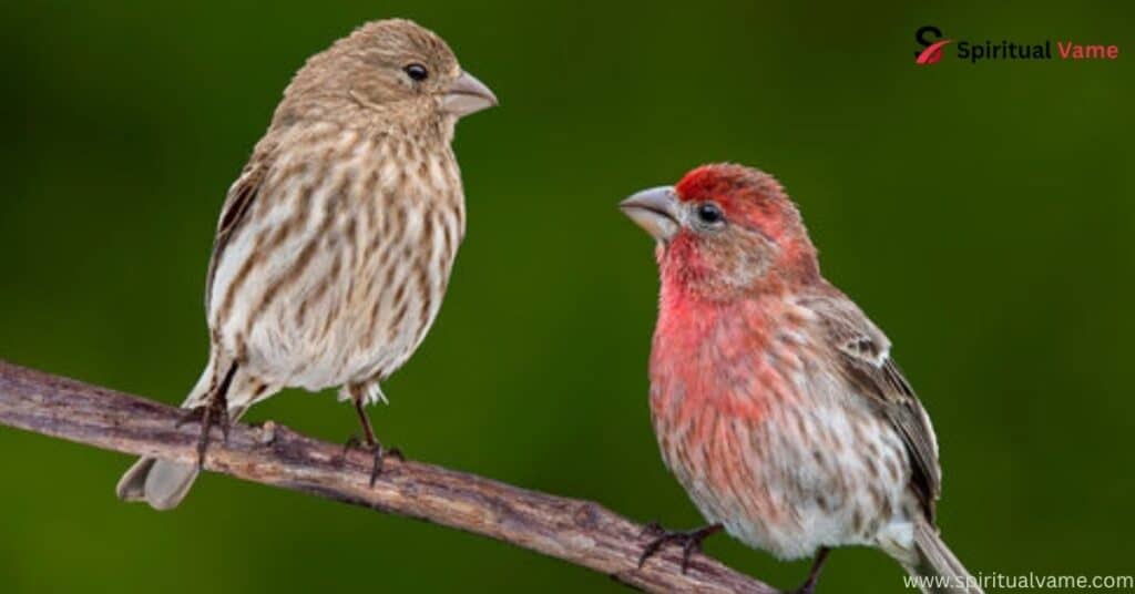 House Finch