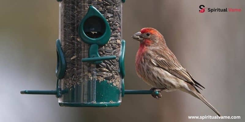 House Finch