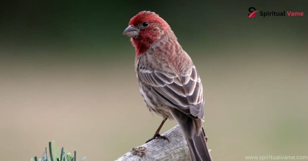 House Finch